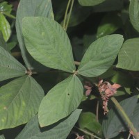 Flemingia macrophylla (Willd.) Kuntze ex Merr.